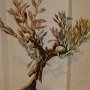 Albero della vita wind